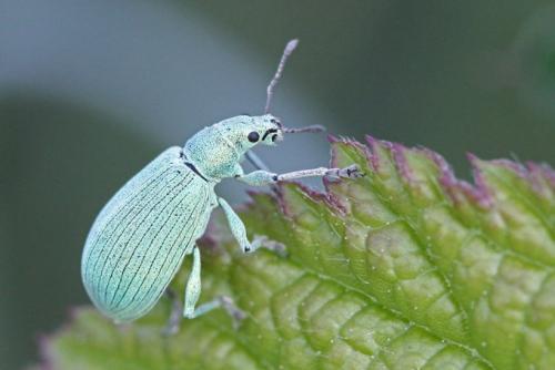 Polydrusus planifrons