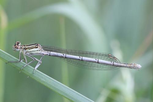 Platycnemis pennipes