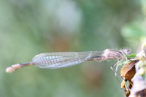Ischnura elegans