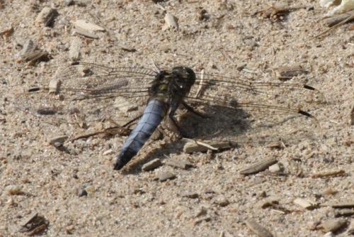 Orthetrum cancellatum