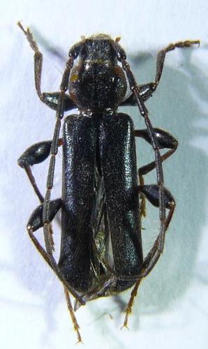 Réf. 95 288 : Phymatodes testaceus