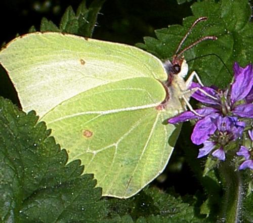 Gonepteryx rhamni