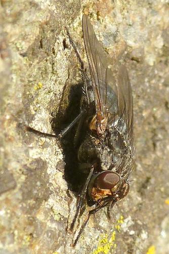 Réf. 95 772 : Polietes meridionalis