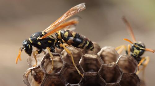 Polistes gallicus