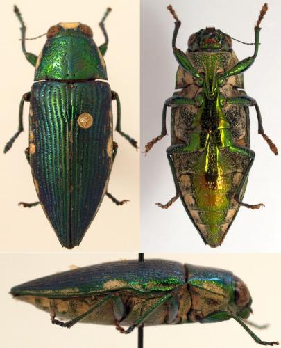 Réf. 95 363 : Apateum comorica