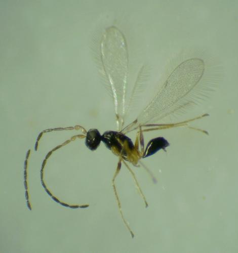 Polynema sp.