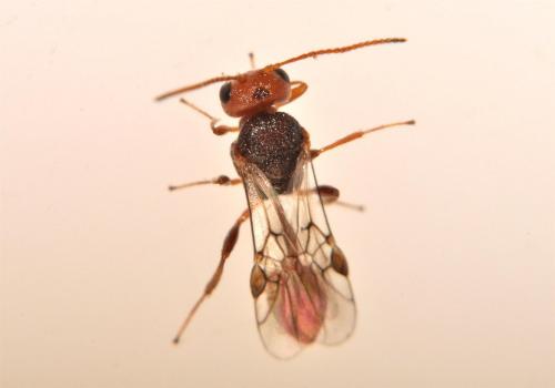 Aridelus rufotestaceus