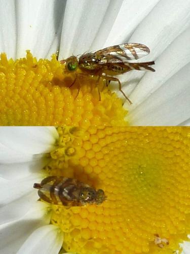 Réf. 95 774 : Chaetorellia sp.