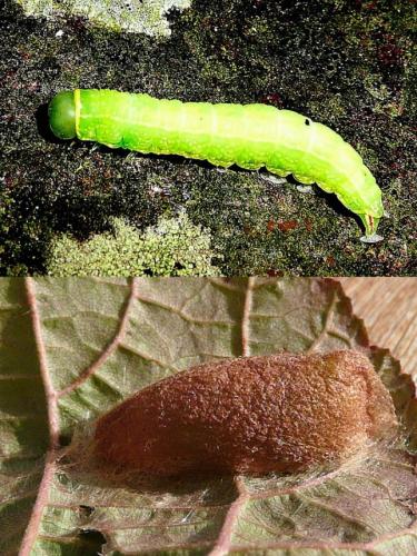 Pseudoips prasinana