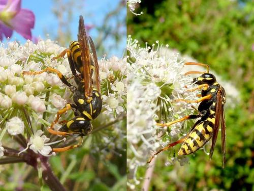 Polistes dominula
