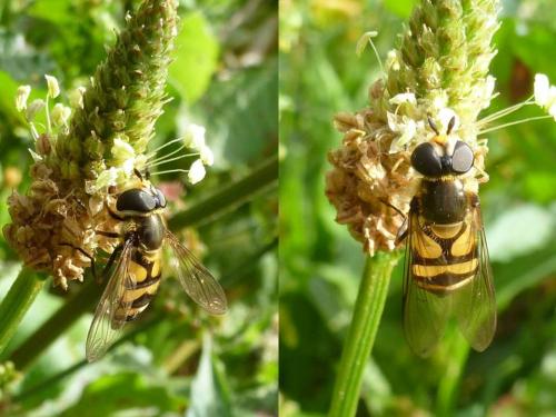 Réf. 95 248 : Didea fasciata