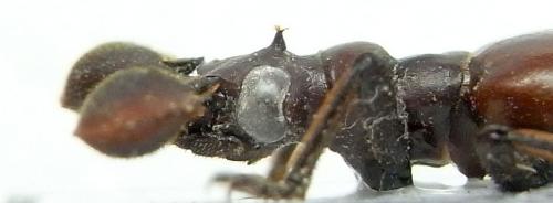 Paussus armatus