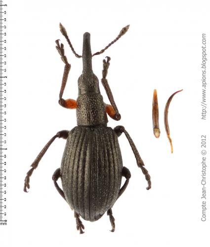 Réf. 95 279 : Protapion ruficroides