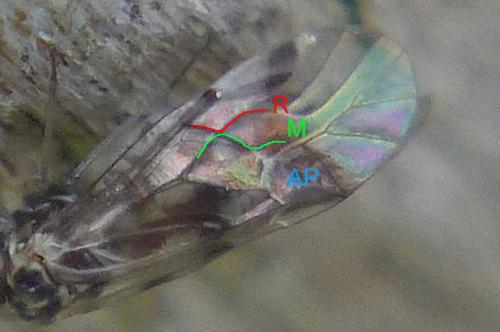 Réf. 95 671 : Blaste quadrimaculata