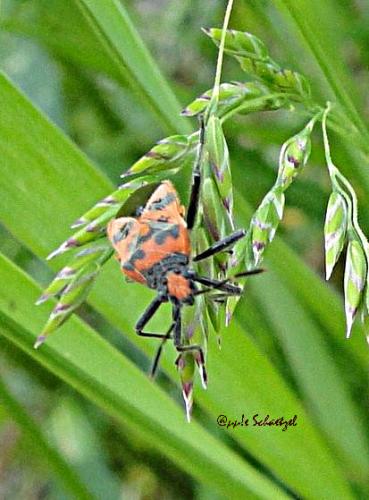 Corizus hyoscyami hyoscyami