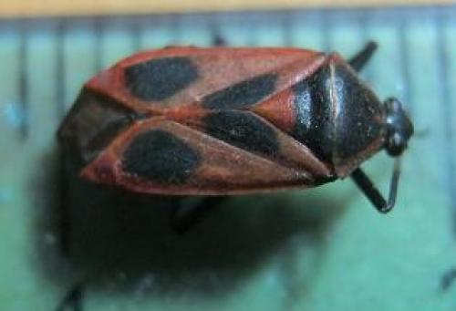 Calocoris nemoralis