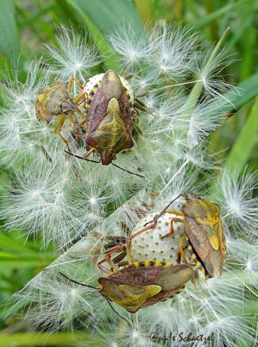 Carpocoris purpureipennis