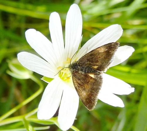 Réf. 95 794 : Panemeria tenebrata