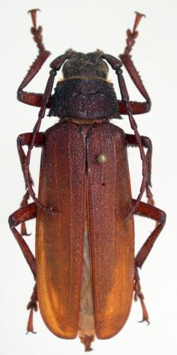 Prionotoma jordani
