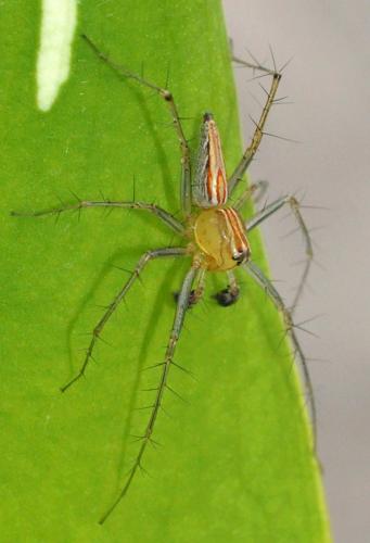 Réf. 95 636 : Oxyopes sp.