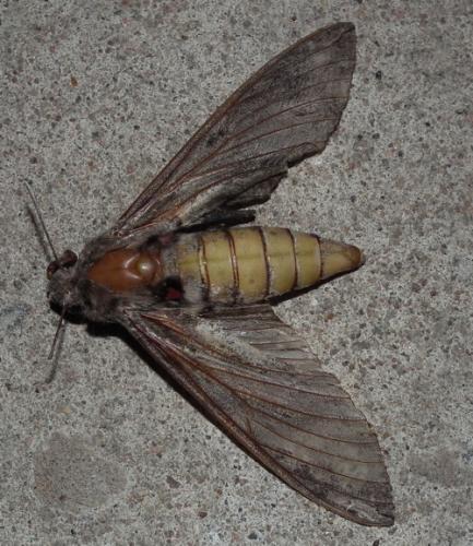 Réf. 95 067 : Agrius convolvuli