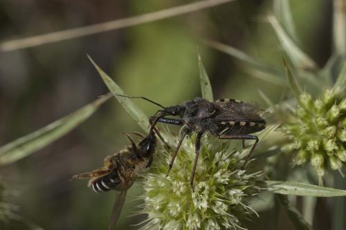 Rhynocoris erythropus