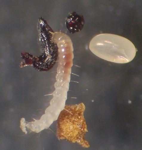 Réf. 95 292 : Ctenocephalides felis