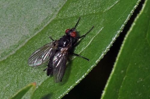 Réf. 95 907 : Eggisops pecchiolii