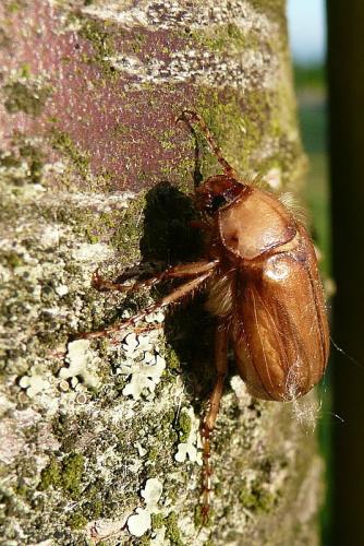 Réf. 95 666 : Rhizotrogus sp.