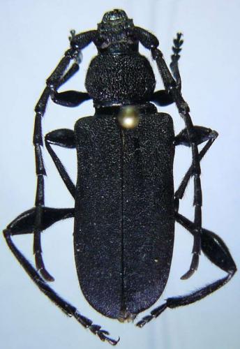 Réf. 95 285 : Ropalopus clavipes