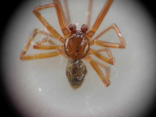 Parasteatoda sp.