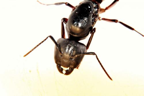 Camponotus ligniperda