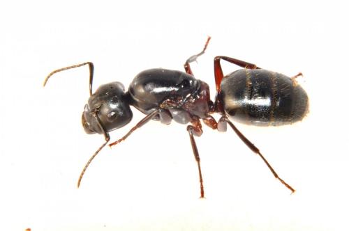 Réf. 95 679 : Camponotus ligniperda