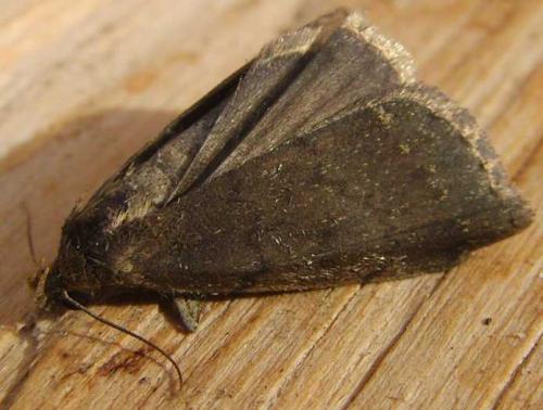 Réf. 95 268 : Nodaria nodosalis