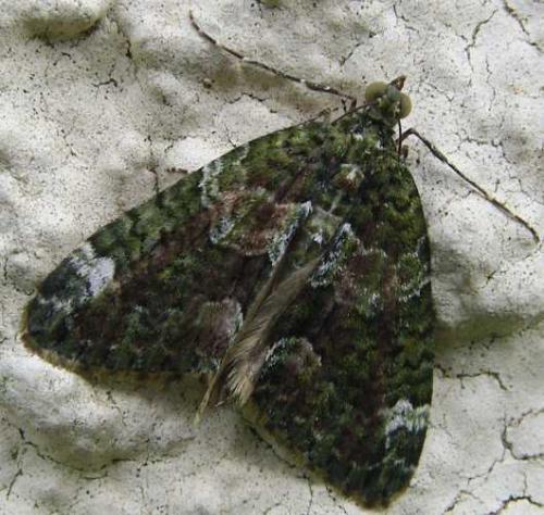 Réf. 95 267 : Chloroclysta siterata