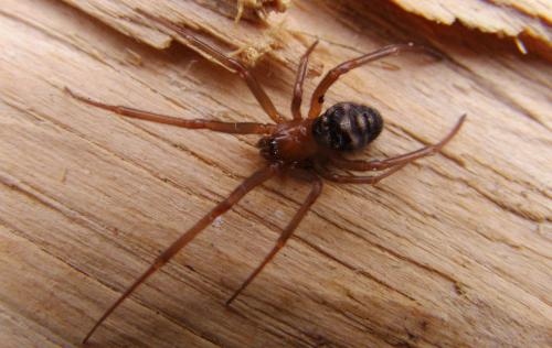 Steatoda grossa