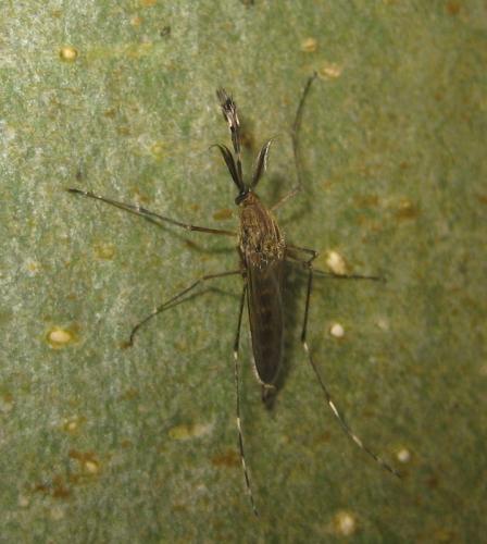 Ochlerotatus sp.