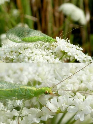 Réf. 95 215 : Chrysoperla sp.