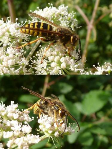 Dolichovespula media