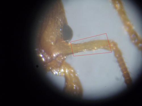 Réf. 95 997 : Myrmica ruginodis