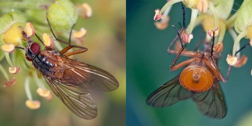 Réf. 95 706 : Phaonia rufiventris
