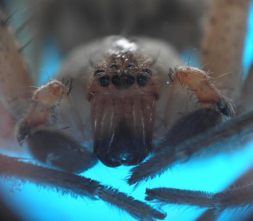 Olios argelasius