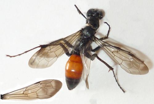 Priocnemis sp.