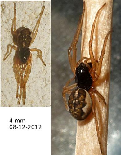 Réf. 95 351 : Pachygnatha degeeri