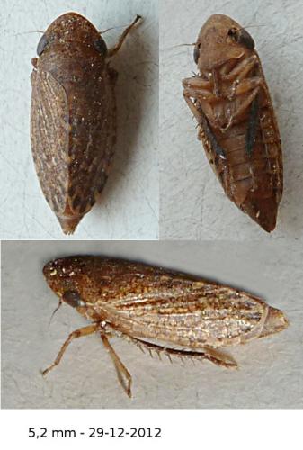 Réf. 95 953 : Anoscopus sp.
