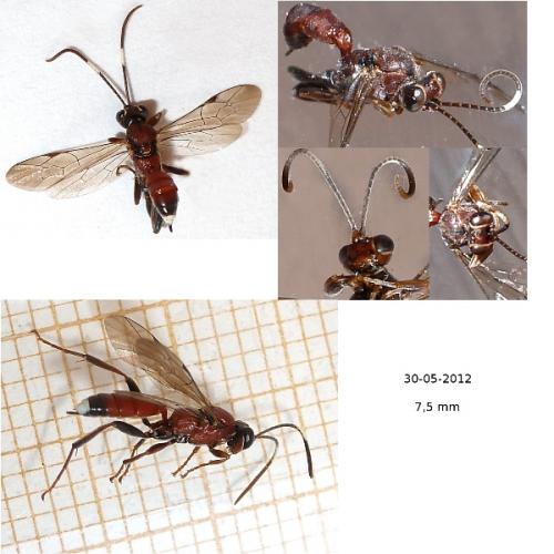 Réf. 95 450 : Phaeogenini inconnu
