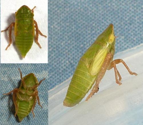 Aphrodes sp.