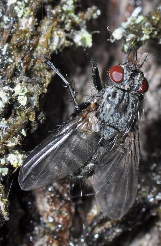 Triarthria setipennis