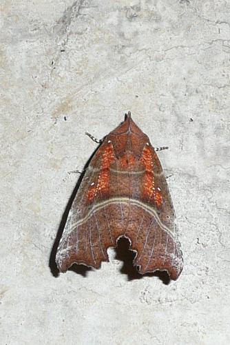 Réf. 95 311 : Scoliopteryx libatrix