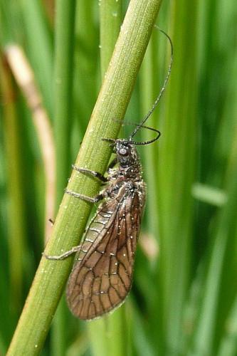 Sialis sp.